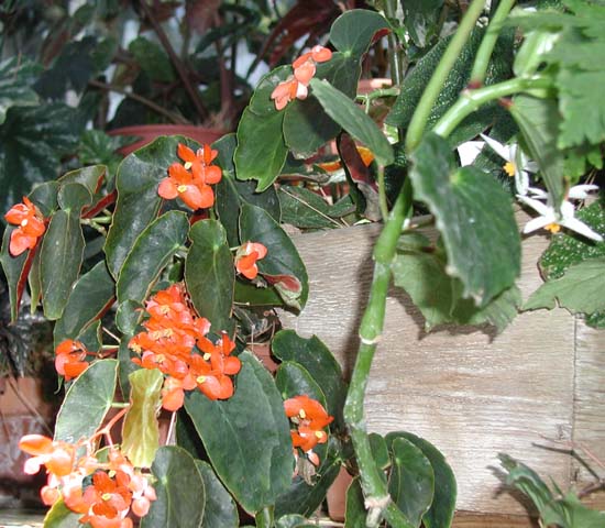 B. ‘Amaterasu’